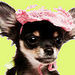 Little Sweethearts - chihuahuas icon