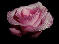 Rose - roses photo