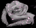 Rose  - roses photo