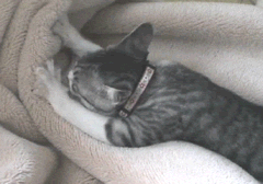  cat getting comfortable
