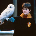 harry and hedwig - harry-potter photo