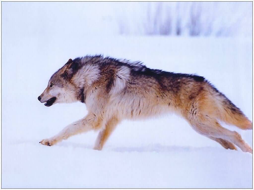 wolf - Wolves Photo (18775407) - Fanpop