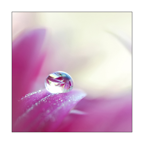  ❀❀﻿ A flowerdrop for Flowerdrop Ana❀❀﻿