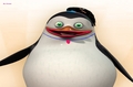 Bad Private!  You got into my girl kit again! - penguins-of-madagascar fan art