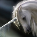 Lovely Uni - unicorns photo