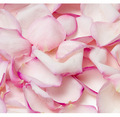 Rose petals - roses photo