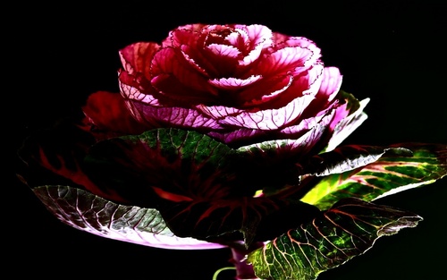  A cabbage rose