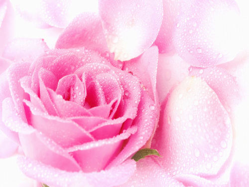  Lovely Rose
