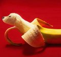dog banana  - random photo