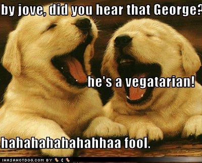  funny Tiere :))