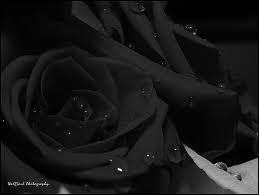 Black गुलाब