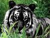  Black tigres