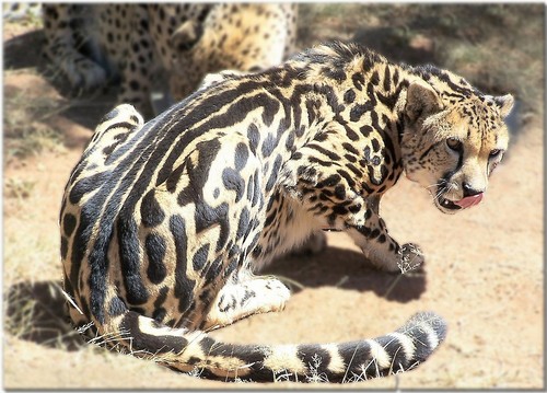  King cheetahs!