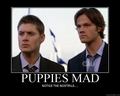 PUPPIES ARE MAD XD - supernatural photo