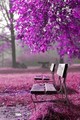 purple - daydreaming photo