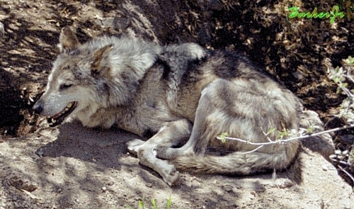 wolf images <3