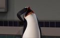 penguins-of-madagascar - Kowalski Crying About Doris screencap