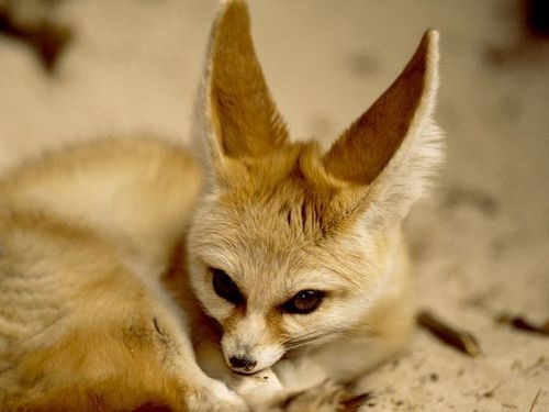 the cuteness that is the fennec fox