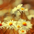 Daisies - beautiful-pictures photo