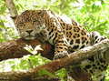 Jaguar - animals photo