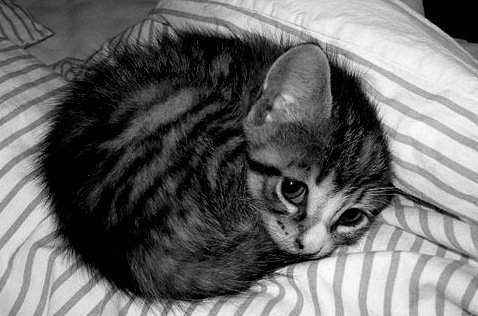 Super Cute Kitty Cute Kittens Photo 19373911 Fanpop Page 4
