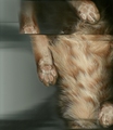 I scanned my cat - random photo