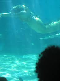 Jade swimming to Shayna's house