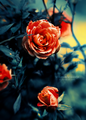 Roses_by_moonlight - beautiful-pictures photo