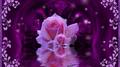 purple rose - beautiful-pictures photo