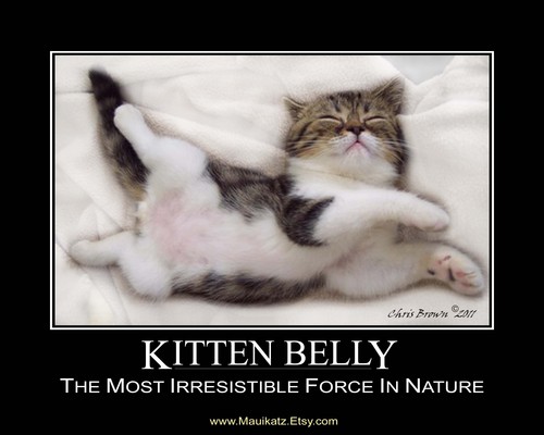  Kitten Belly