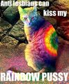 Rainbow kitty - lgbt photo