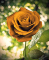 Yellow_rose - beautiful-pictures photo