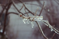 ice storm - photography photo