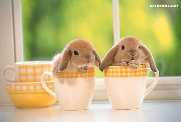 Bunnies-in-Teacups-bunny-rabbits-19637963-602-405.jpg