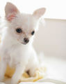 Charming Chihuahua - chihuahuas photo