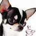 Charming Chihuahua - chihuahuas icon