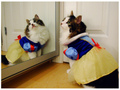 Snow White Kitty - disney photo