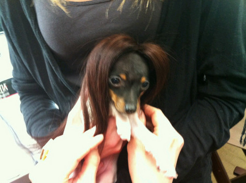  Theo the sweetest cachorro, filhote de cachorro @tedgibson wearing my extensions