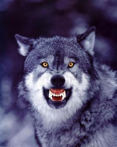  serigala, wolf un-dominated