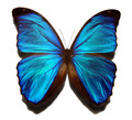 butterfly - bright-colors photo
