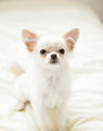 The Charming Chihuahua - all-small-dogs photo