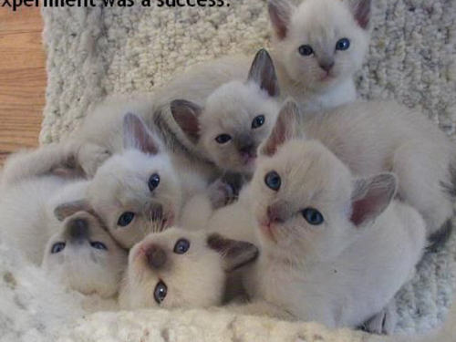  baby kittens