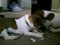 bad puppys eat paper - puppies photo