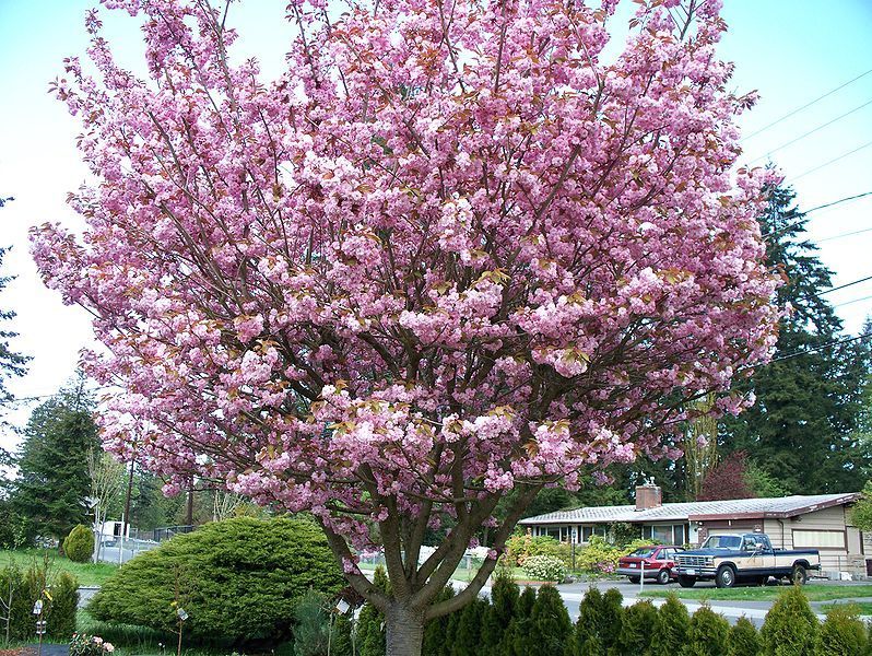 Cherry Blossom Tree - Trees Photo (19838734) - Fanpop