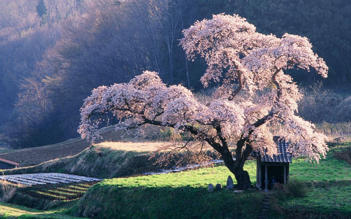 Cherry Blossom Tree trees 19838737 1152 720