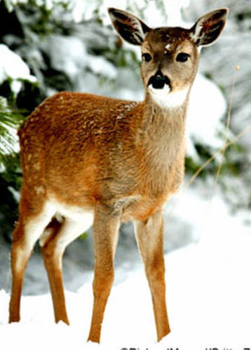  желтовато-коричневый, палевый deer