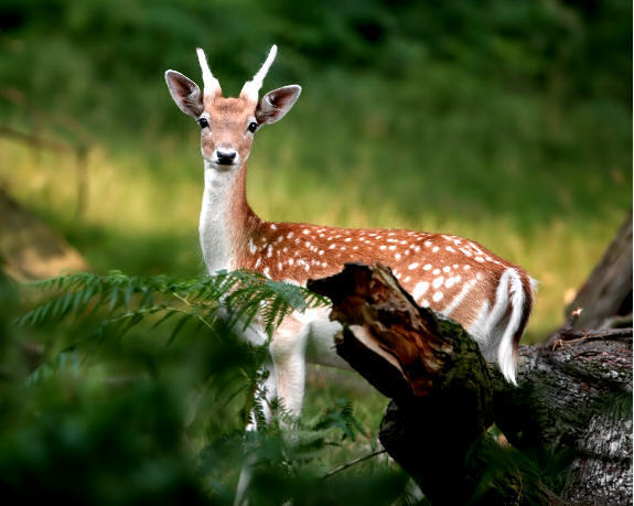 fawn deer - Baby Animals Photo (19818127) - Fanpop