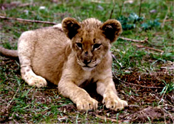 lion cub - Baby Animals Photo (19837550) - Fanpop