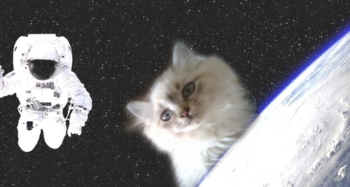  太空 cat