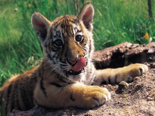 tigerjunges, tiger cub